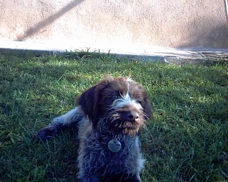 ma chienne ANIS A 2MOIS1/2