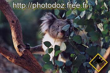 LE PLUS RIGOLO DES KOALA !!!!!!!