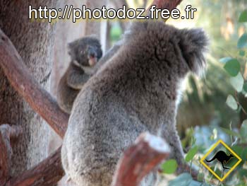 koala j' adore ça !!!!